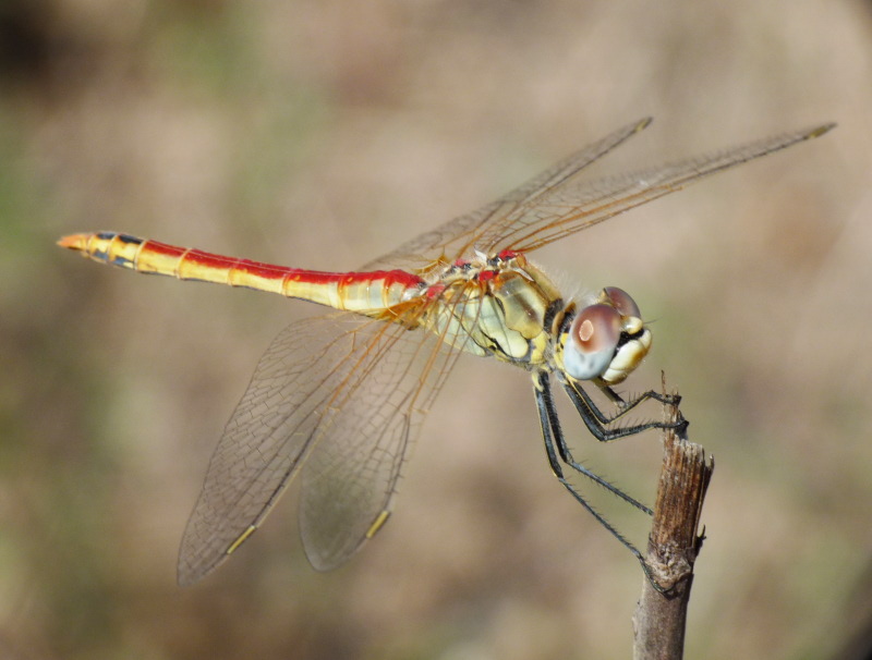 aiuto per identificazione - Sympetrum fonscolombii (maschio)
